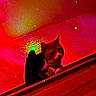 cat, cats, red_light, green_laser, wood_surface, indoor, pet, animal, feline, peeking, dark, shadow, collar, playful, mysterious, low_light, two_animals, close_up, night, domestic