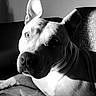 Bender participe au concours pour gagner de l'argent avec cette photo : black_and_white, canine, close_up, couch, dog, dramatic_lighting, eyes, face, floppy_ears, grayscale, home, indoor, lounging, nose, pet, portrait, relaxed, short_hair, sitting, upright_ears