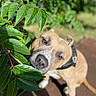 Bender a rejoint le concours — aidez-le/la à gagner de superbes lots ! animal, blurred_background, canine, close_up, curious, dog, foliage, garden, green_leaves, harness, nature, outdoor, pet, playful, portrait, shallow_depth_of_field, short_hair, sunlight, tan_dog, white_paws