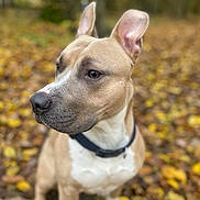 Bender participe au concours pour gagner de l'argent avec cette photo : animal, autumn, canine, close_up, collar, companion, dark_muzzle, dog, fallen_leaves, forest, nature, outdoor, pet, pointed_ears, portrait, short_hair, sitting, tan_dog, white_chest, woodland