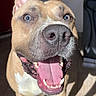 dog, pit_bull, portrait, close_up, smiling, happy, open_mouth, teeth, tongue, blue_eyes, nose, ears, short_hair, tan_fur, white_chest, white_paws, indoors, sunlight, tile_floor, playful