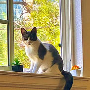 Topsy is registered to the contest to win money with this photo: cat, windowsill, plant, potted_plant, window, sunlight, indoor, animal, pet, curious, black_and_white, feline, tail, sitting, daylight, screen, greenery, houseplant, home, mammal