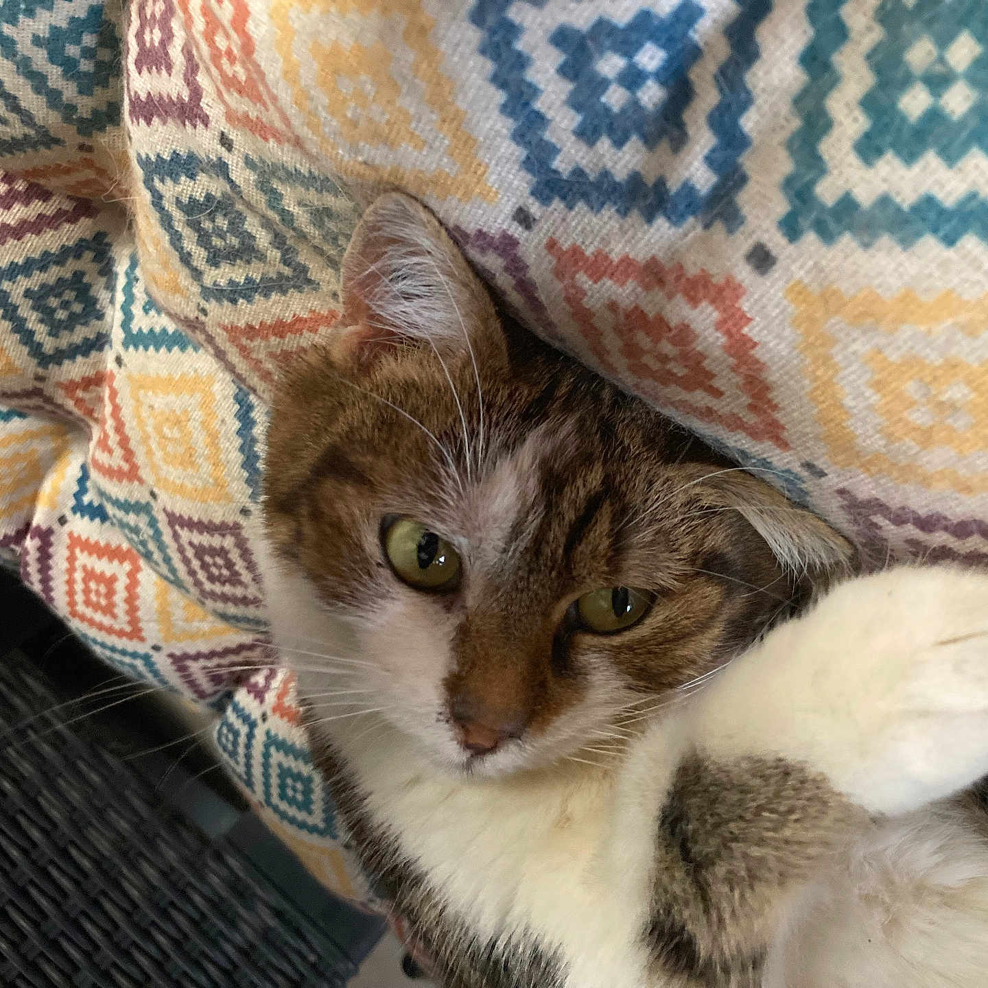 Sanba a rejoint le concours — aidez-le/la à gagner de superbes lots ! animal, blanket, brown, cat, closeup, colorful, cozy, cute, feline, fur, indoor, patterned, paw, pet, relaxed, resting, soft, texture, whiskers, white