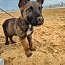 Rex is registered to the contest to win money with this photo: puppy, dog, sand, beach, outdoor, animal, pet, ears, cute, collar, leash, brown, black, white_patch, water, sky, cloudy, footprints, small, young