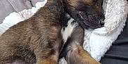 Rex joined the competition — help win amazing prizes! puppy, sleeping, dog, blanket, fur, paw, ear, person, couch, comfort, nap, relaxation, indoor, brown, black, white, clothing, pattern, soft, cozy