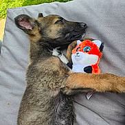 Rex joined the competition — help win amazing prizes! puppy, sleeping, plush_toy, cushion, outdoor, grass, shoes, sock, toy, pet, animal, brown_fur, relaxing, cute, young_dog, resting, side_view, cozy, playful, summer