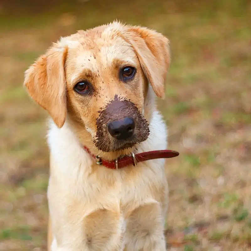 Zuzube is registered to the contest to win money with this photo: adorable, animal, canine, close_up, collar, cute, dog, expression, fur, golden_retriever, grass, head_tilt, looking_up, muddy_nose, nature, outdoor, pet, portrait, puppy, young_dog
