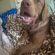 Shaq joined the competition — help win amazing prizes! animal, bed, blanket, brown_dog, canine, collar, comfort, cozy, dog, door, fur, happy, home, indoor, leopard_print, paw, pet, resting, smiling, tongue_out