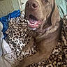 dog, brown_dog, pet, animal, bed, blanket, leopard_print, indoor, smiling, happy, tongue_out, collar, paw, fur, resting, cozy, comfort, door, home, canine