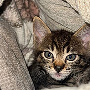 Kolohe is registered to the contest to win money with this photo: animal, blanket, cat, closeup, cozy, cute, ears, eyes, face, feline, fur, indoor, kitten, pet, portrait, resting, soft, tabby, whiskers, young