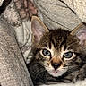 animal, blanket, cat, closeup, cozy, cute, ears, eyes, face, feline, fur, indoor, kitten, pet, portrait, resting, soft, tabby, whiskers, young