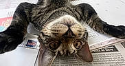 Kolohe is registered to the contest to win money with this photo: animal, cat, closeup, curious, ears, eyes, face, feline, indoor, newspaper, notebook, paw, pen, pet, playful, relaxed, tabby, table, upside_down, whiskers