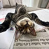 animal, cat, closeup, curious, ears, eyes, face, feline, indoor, newspaper, notebook, paw, pen, pet, playful, relaxed, tabby, table, upside_down, whiskers