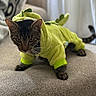 Kolohe is registered to the contest to win money with this photo: animal, blurred_background, cat, costume, couch, cute, dinosaur_costume, ears, fur, furniture, green, indoor, pet, pet_clothing, playful, posing, soft, tabby_cat, texture, whiskers