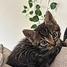 Kolohe is registered to the contest to win money with this photo: adorable, animal, cat, closeup, cozy, cute, ears, eyes, fur, greenery, indoor, kitten, pet, plant, resting, soft_light, tabby, texture, whiskers, young