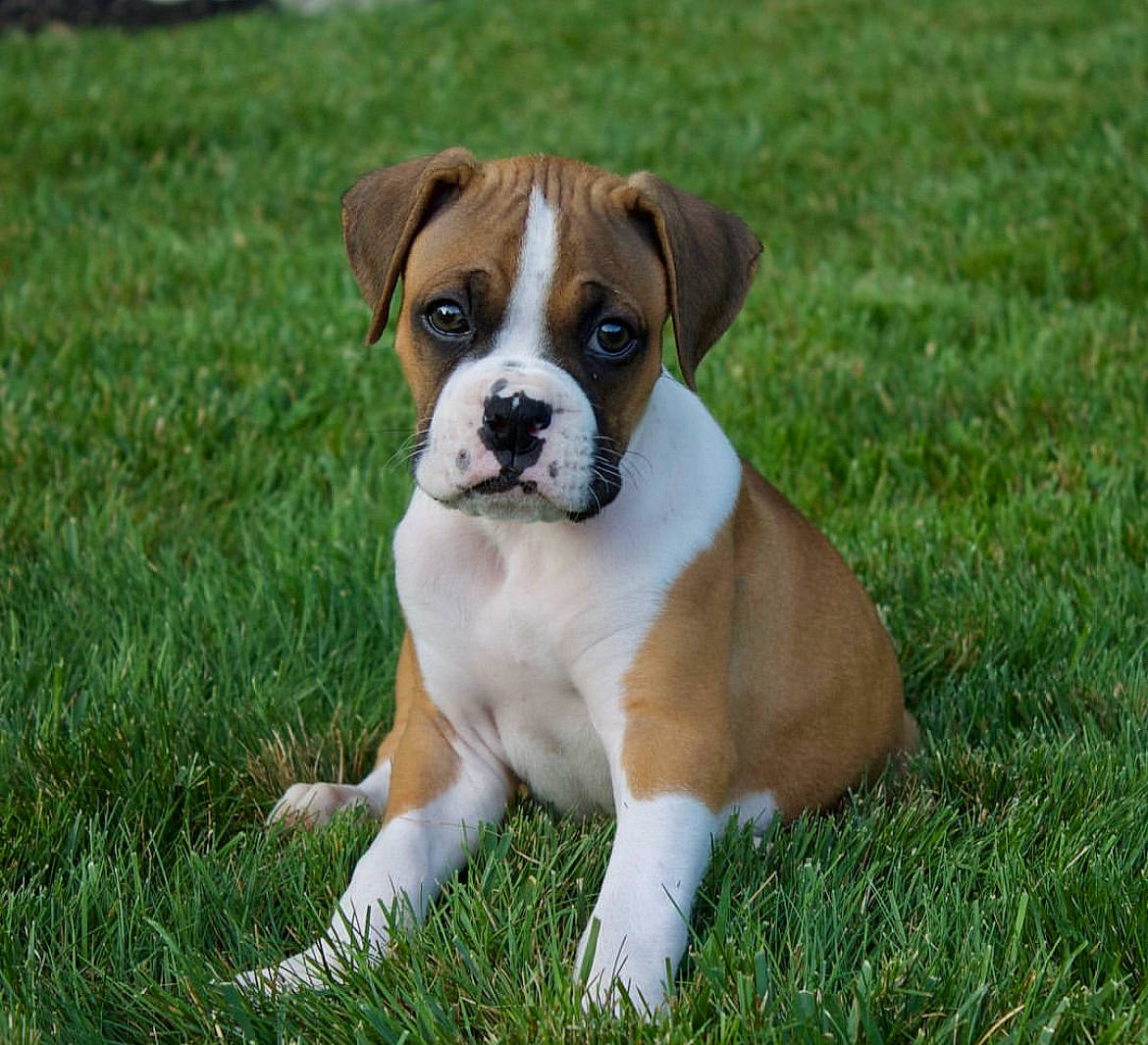 Tucker joined the competition — help win amazing prizes! annual_plant, beaglier, canidae, carnivore, companion_dog, dog, dog_breed, fawn, grass, groundcover, plant, puggle, snout, sporting_group, tail, terrestrial_animal, toy_dog, whiskers, working_animal, working_dog