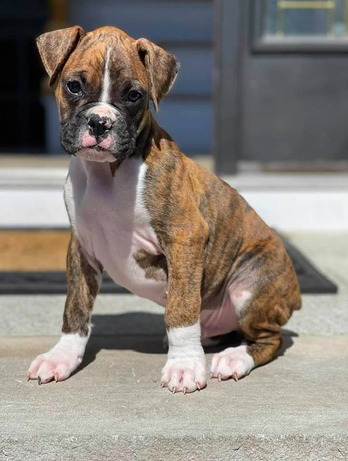 Oliver joined the competition — help win amazing prizes! ancient_dog_breeds, canidae, carnivore, collar, companion_dog, dog, dog_breed, dog_collar, fawn, fur, leash, liver, molosser, paw, sporting_group, terrestrial_animal, whiskers, working_animal, working_dog, wrinkle