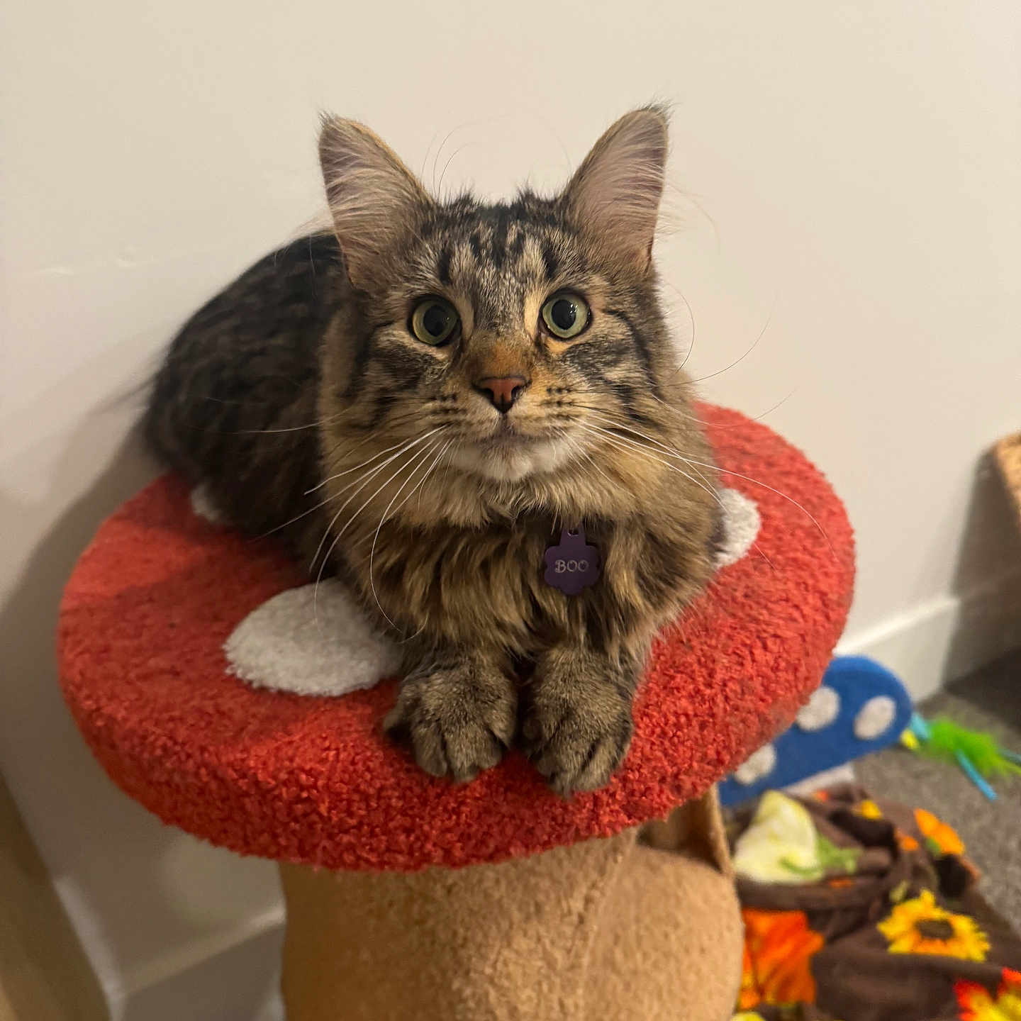 Boo is registered to the contest to win money with this photo: abyssinian, angora, animal, barstool, cat, clothing, cookware, cushion, daisy, egyptiancat, flower, flowerarrangement, furniture, hat, homedecor, kitten, manx, pet, plant, sunflower