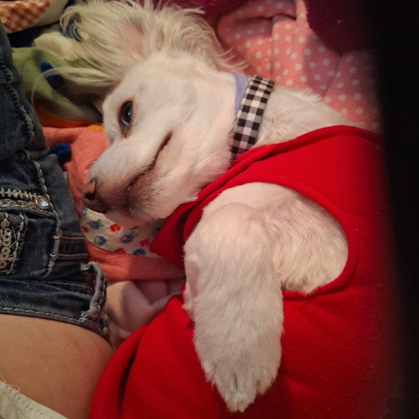 Lola is registered to the contest to win money with this photo: animal, bed, blanket, collar, comfort, companion, cozy, cute, dog, fabric, fur, indoor, lying_down, pet, red_sweater, relaxed, resting, sleepy, small_dog, white_dog