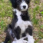 Jagger Pendergast is registered to the contest to win money with this photo: puppy, dog, grass, outdoor, pet, animal, black_and_white, fur, cute, sitting, nature, young, mammal, adorable, portrait, canine, friendly, fluffy, alert, playful