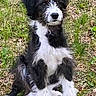 puppy, dog, grass, outdoor, pet, animal, black_and_white, fur, cute, sitting, nature, young, mammal, adorable, portrait, canine, friendly, fluffy, alert, playful
