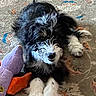 Jagger Pendergast is registered to the contest to win money with this photo: puppy, dog, black_and_white, fluffy, carpet, toy, plush_toy, indoor, pet, animal, cute, lying_down, front_paws, fur, young_dog, playful, resting, domestic, companion, cozy