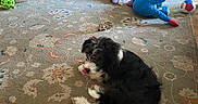 Jagger Pendergast is registered to the contest to win money with this photo: dog, carpet, toy, dog_bed, living_room, couch, floor, stuffed_animal, ball, pet, black_and_white, indoor, cozy, relaxing, home, animal, fur, playful, resting, comfortable