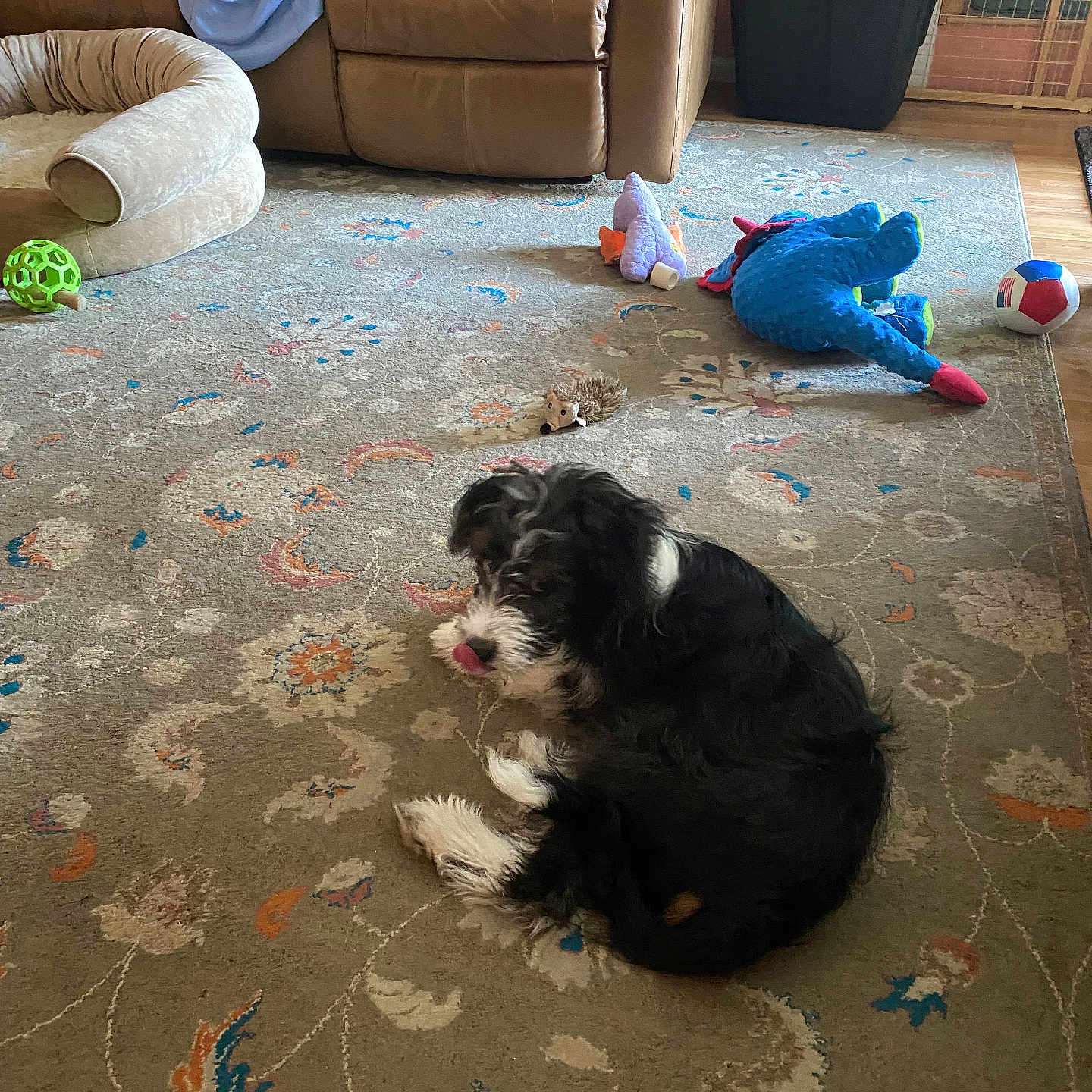 Jagger Pendergast is registered to the contest to win money with this photo: dog, carpet, toy, dog_bed, living_room, couch, floor, stuffed_animal, ball, pet, black_and_white, indoor, cozy, relaxing, home, animal, fur, playful, resting, comfortable