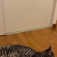 Chipie participe au concours pour gagner de l'argent avec cette photo : cat, tabby, striped_fur, wooden_floor, door, indoor, pet, animal, feline, lying_down, relaxed, side_view, domestic_cat, house, flooring, quiet, calm, whiskers, ears, tail