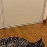 cat, tabby, striped_fur, wooden_floor, door, indoor, pet, animal, feline, lying_down, relaxed, side_view, domestic_cat, house, flooring, quiet, calm, whiskers, ears, tail