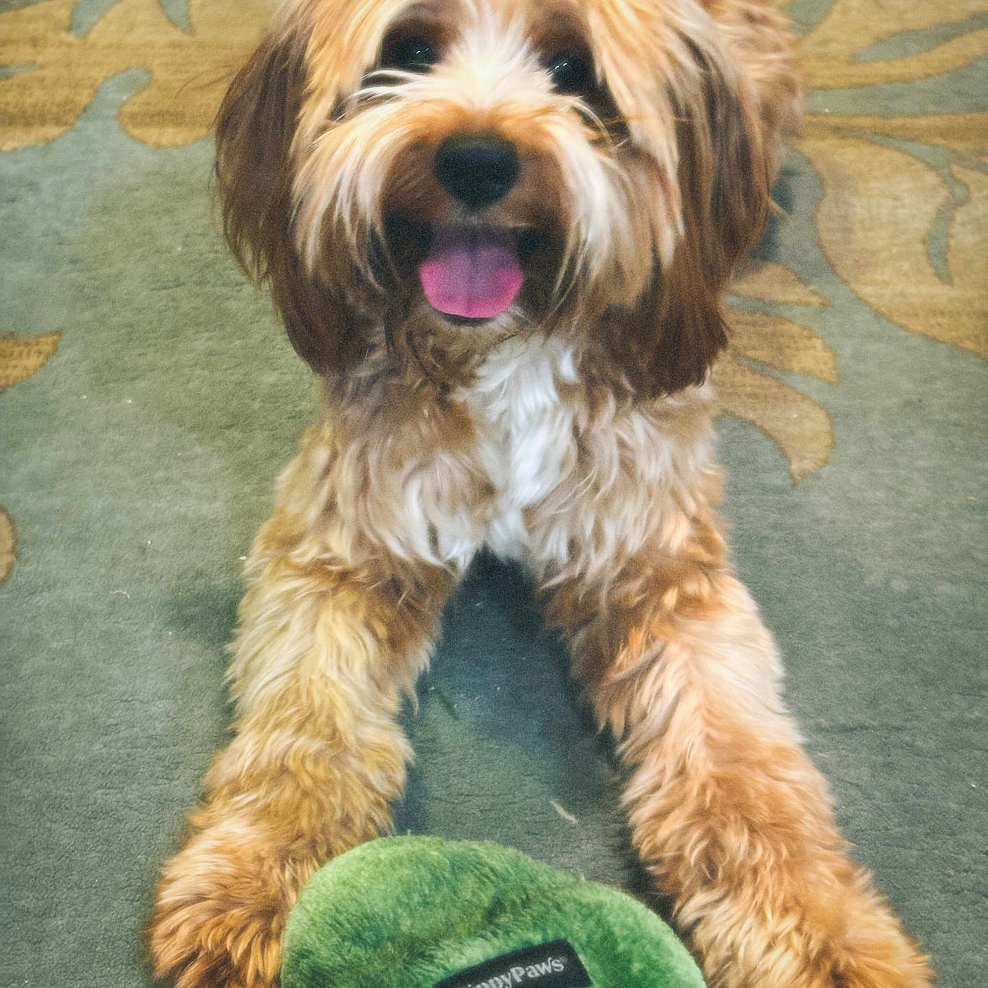 Appa Mahomes P joined the competition — help win amazing prizes! animal, brown, carpet, cute, dog, fluffy, front_paws, furry, happy, indoor, lying_down, pet, playful, plush_toy, puppy, smiling, tongue_out, toy, white, zippypaws