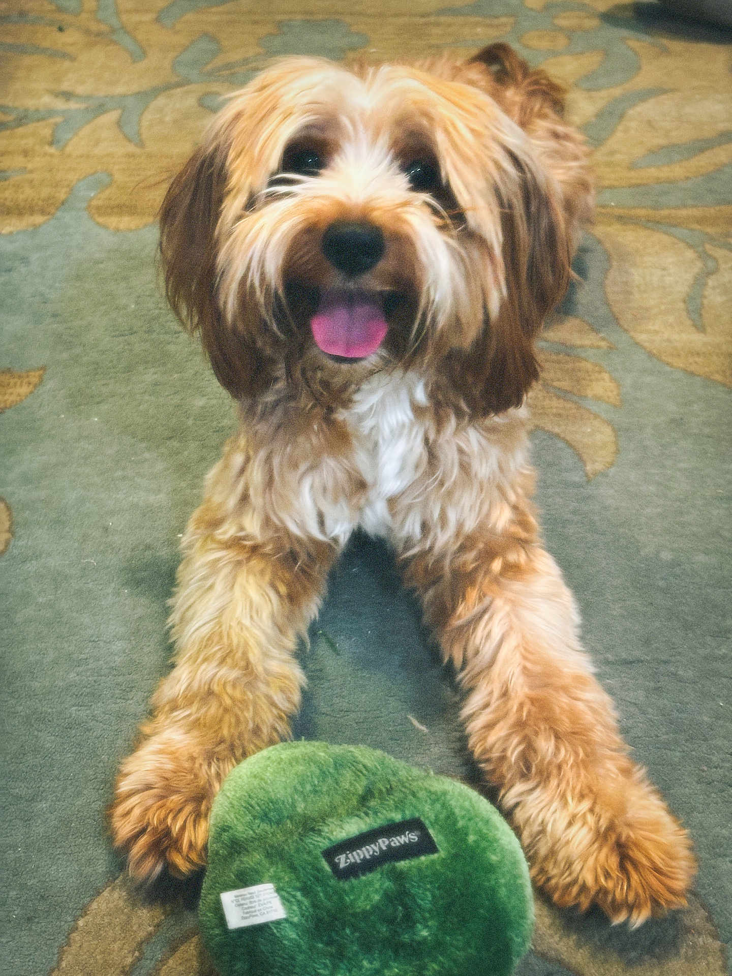 Appa Mahomes P joined the competition — help win amazing prizes! animal, brown, carpet, cute, dog, fluffy, front_paws, furry, happy, indoor, lying_down, pet, playful, plush_toy, puppy, smiling, tongue_out, toy, white, zippypaws