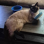 Magnus is registered to the contest to win money with this photo: cat, siamese_cat, table, bowl, blue_bowl, furniture, couch, indoor, pet, fur, animal, relaxed, laying, claw, paw, domestic, cute, whiskers, face, black_and_white