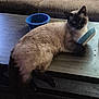cat, siamese_cat, table, bowl, blue_bowl, furniture, couch, indoor, pet, fur, animal, relaxed, laying, claw, paw, domestic, cute, whiskers, face, black_and_white