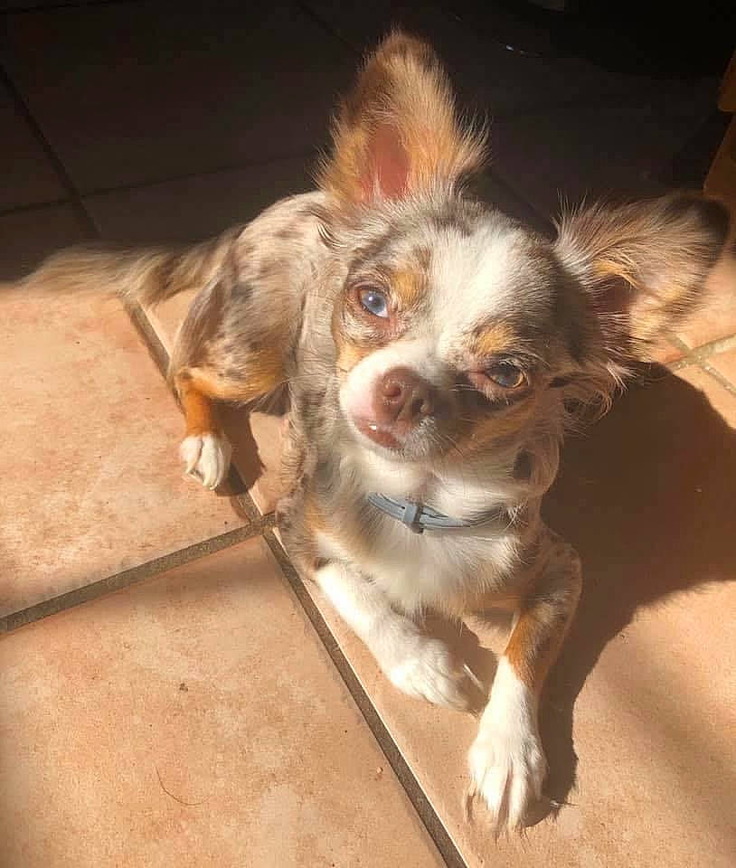 Penelope is registered to the contest to win money with this photo: canidae, carnivore, companion_dog, dog, dog_breed, ear, eye, fawn, nose, puppy, small_greek_domestic_dog, snout, sporting_group