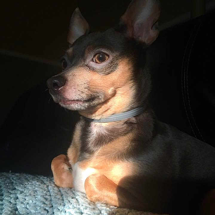 Rosalie joined the competition — help win amazing prizes! canidae, carnivore, chihuahua, dog, dog_breed, ear, english_toy_terrier, mammal, miniature_fox_terrier, miniature_pinscher, prazsky_krysarik, puppy, rat_terrier, russkiy_toy, snout, teddy_roosevelt_terrier, toy_dog, toy_fox_terrier, vertebrate, whiskers