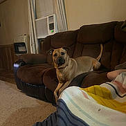 Savannah joined the competition — help win amazing prizes! air_conditioner, blanket, brown, canine, carpet, couch, curtains, dog, framed_photo, furniture, indoor, living_room, looking_at_camera, pet, portrait, recliner, relaxed, sofa, wall, wooden_floor