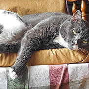 Greybee joined the competition — help win amazing prizes! cat, gray_cat, white_paws, cushion, chair, blanket, striped_blanket, indoor, pet, feline, resting, relaxed, sleepy, fur, whiskers, yellow_eyes, close_up, domestic_animal, comfort, wooden_chair