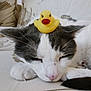 cat, sleeping, animal, pet, rubber_duck, toy, white, gray, close_up, cute, resting, fur, whiskers, nose, ears, paw, tail, indoors, soft, relaxed