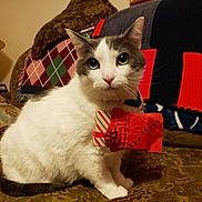 Spot is registered to the contest to win money with this photo: animal, blanket, cat, close_up, couch, cozy, curious, cute, domestic_animal, furniture, gift_bag, gray_cat, home, indoor, knitted_blanket, pet, red, sitting, whiskers, white_cat