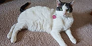 Spot is registered to the contest to win money with this photo: animal, black_markings, carpet, cat, cute, domestic_cat, ears, feline, floor, fur, green_eyes, heart_shaped_tag, indoor, lying_down, pet, pink_tag, relaxed, tail, whiskers, white_cat
