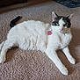 cat, white_cat, black_markings, green_eyes, pink_tag, heart_shaped_tag, carpet, indoor, pet, feline, relaxed, lying_down, fur, animal, domestic_cat, cute, whiskers, ears, tail, floor