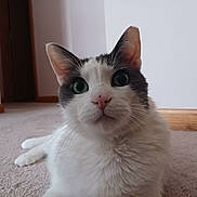 Spot is registered to the contest to win money with this photo: cat, pet, indoor, animal, fur, whiskers, green_eyes, pink_nose, close_up, carpet, relaxed, white_fur, gray_fur, portrait, cute, mammal, domestic_animal, feline, laying_down, curious