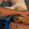 bed, blanket, close_up, dog, domestic_animal, fur, hand, human_arm, indoor, nose, paw, pet, relaxed, resting, skin, sleeping_dog, snout, tattoo, thigh, towel