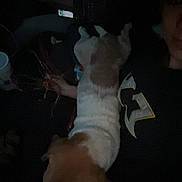 Jelly is registered to the contest to win money with this photo: cozy, cuddle, cup, dark, dog, fur, hand, indoor, lap, low_light, night, partial_face, person, pet, phone, reclining, seat, sleepy, small_dog, tshirt_logo