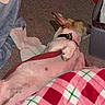 Jelly joined the competition — help win amazing prizes! basket, belly_up, blanket, carpet, carpeted_floor, collar, cozy, dog, ear, household_clutter, indoor, leash, nap, paw, pet, plaid_blanket, red_bowl, resting, sleeping_dog, towel