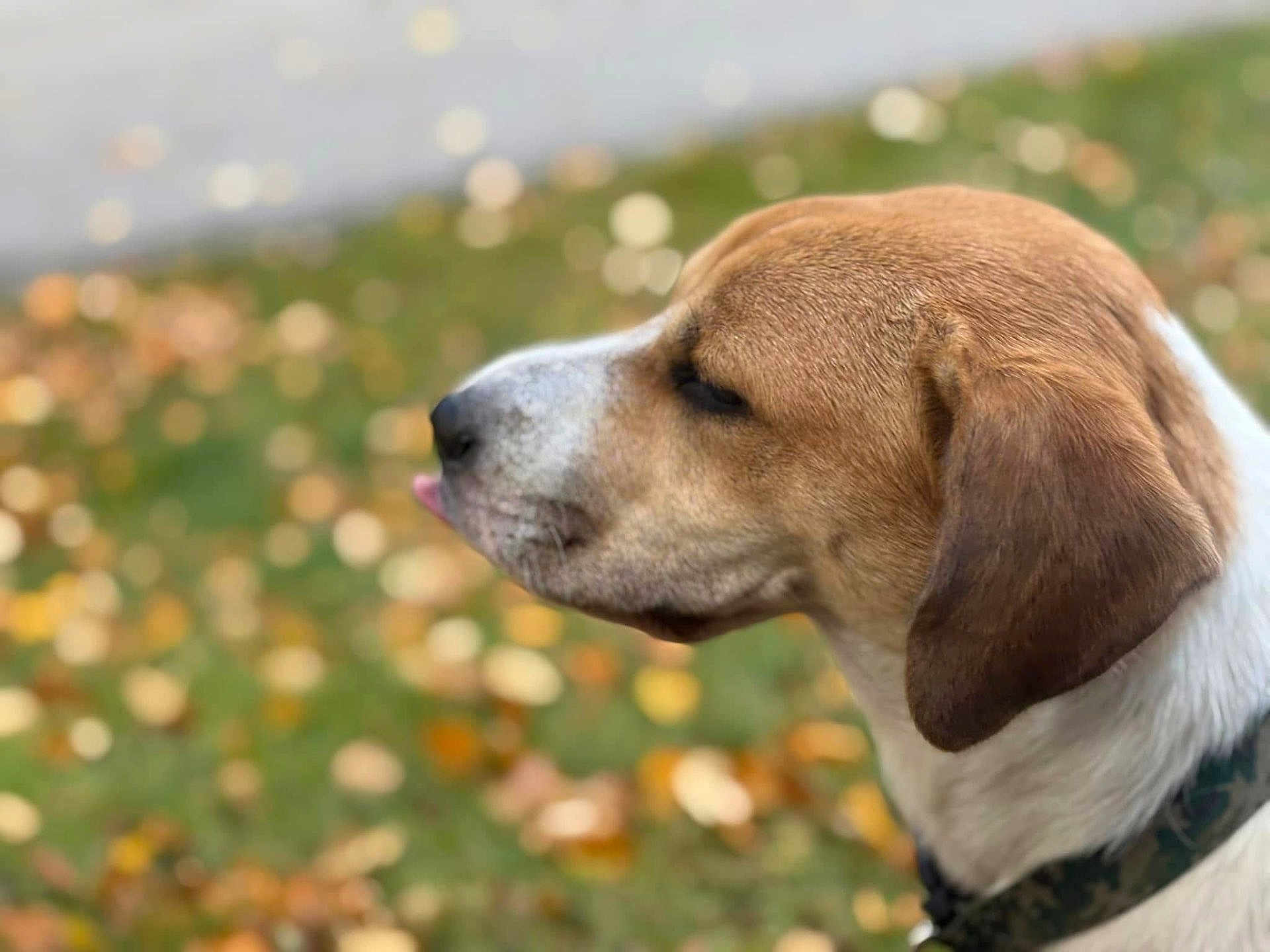 Jelly is registered to the contest to win money with this photo: dog, canine, pet, portrait, side_profile, blep, ear, collar, fur, brown_and_white, closeup, bokeh, autumn, fallen_leaves, grass, outdoors, shallow_depth_of_field, muzzle, nose, domestic_animal