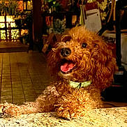 Louie joined the competition — help win amazing prizes! dog, curly_hair, happy, tongue_out, collar, marble_countertop, indoor, warm_lighting, rustic_decor, playful, pet, animal, brown_fur, close_up, floor_tiles, furniture, smiling, poodle, domestic_animal, friendly