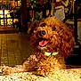 dog, curly_hair, happy, tongue_out, collar, marble_countertop, indoor, warm_lighting, rustic_decor, playful, pet, animal, brown_fur, close_up, floor_tiles, furniture, smiling, poodle, domestic_animal, friendly