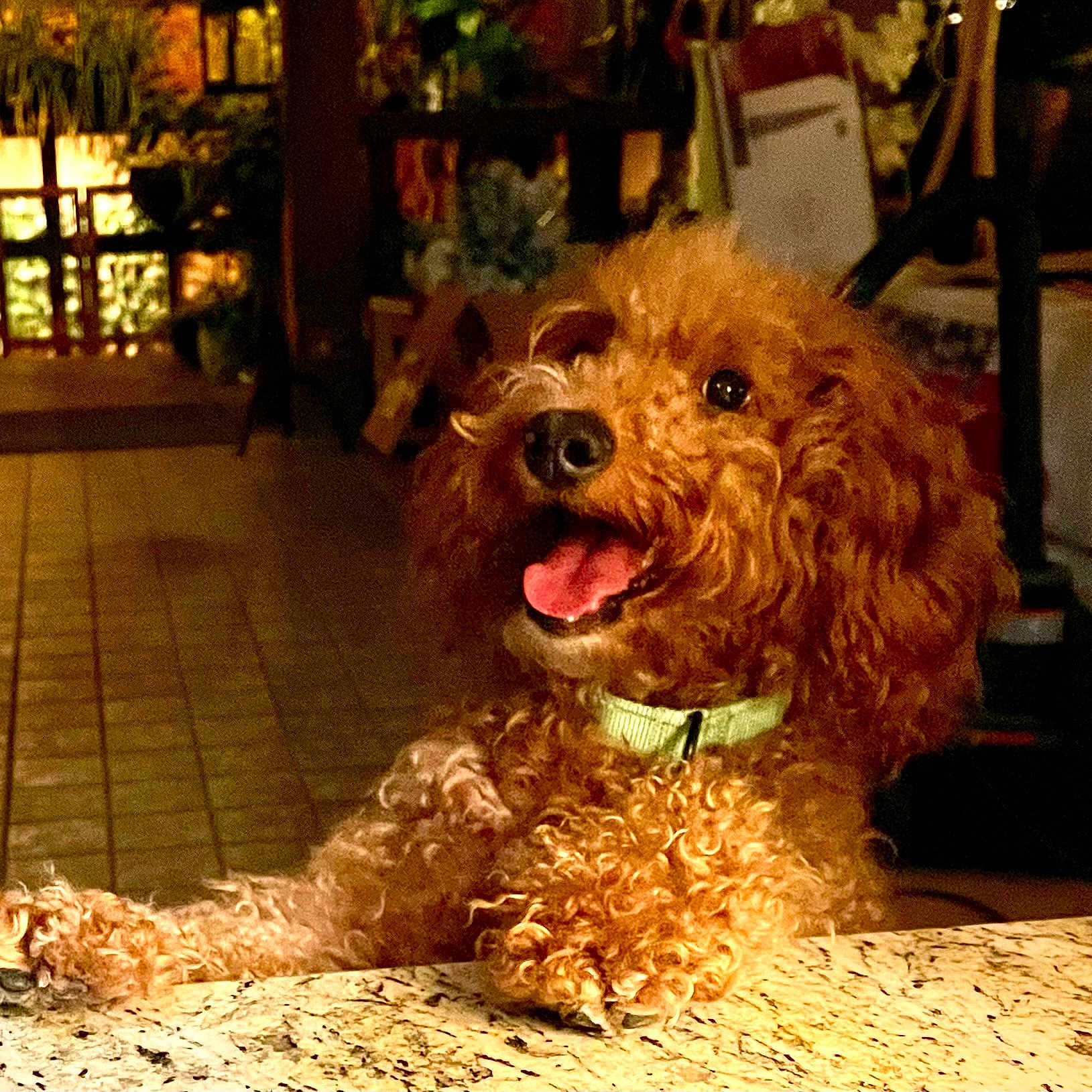Louie joined the competition — help win amazing prizes! animal, brown_fur, close_up, collar, curly_hair, dog, domestic_animal, floor_tiles, friendly, furniture, happy, indoor, marble_countertop, pet, playful, poodle, rustic_decor, smiling, tongue_out, warm_lighting